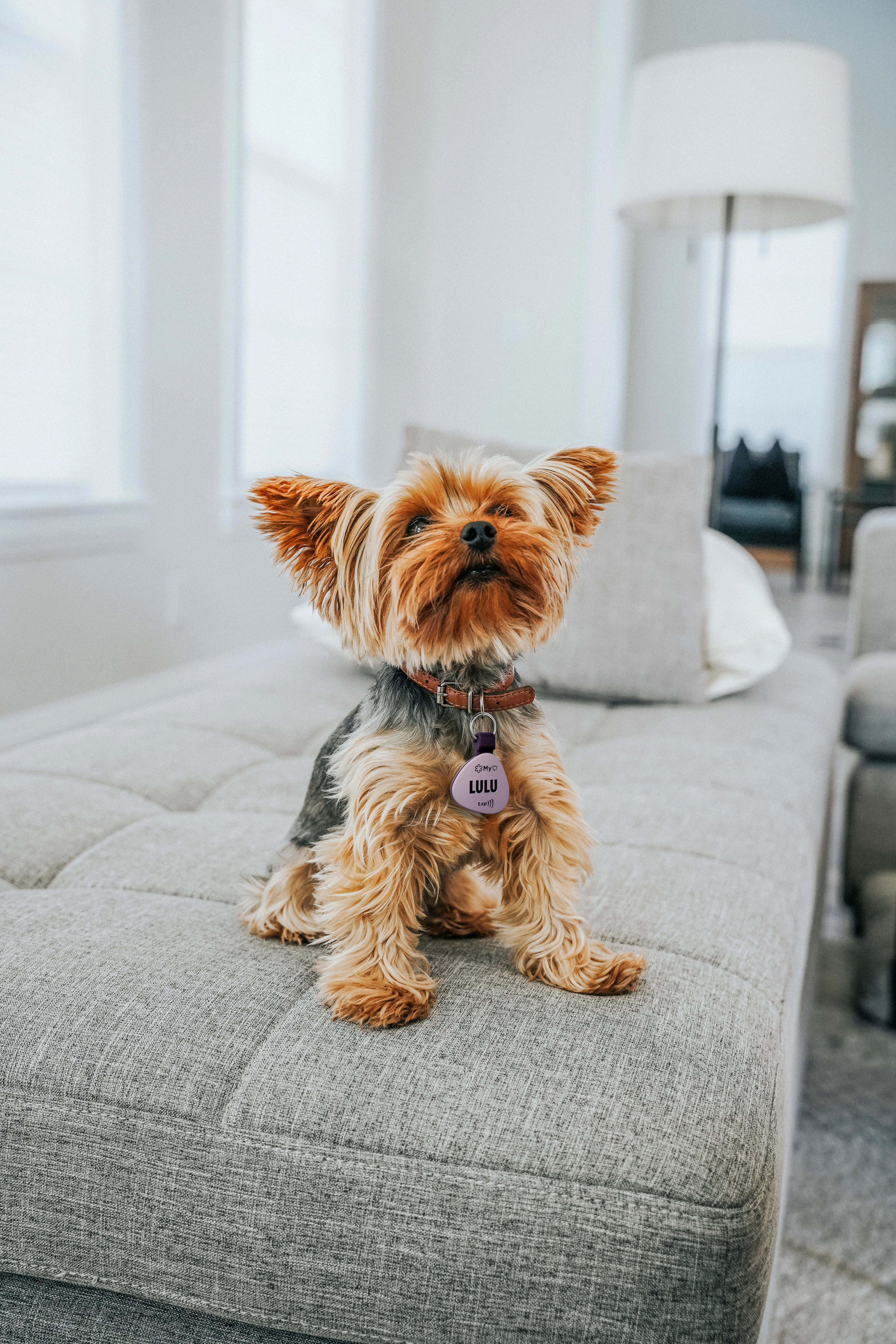 PetID Tag Black - Image 6